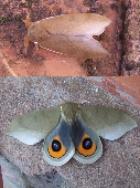 FIGURE 1e FIGURE 1e